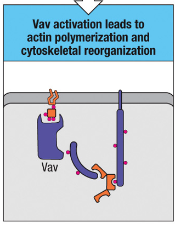 <p>Vav activation leads to actin polymerization and cytoskeletal reorganization, allowing T cells to change shape and move, facilitating immune cell interactions.</p>