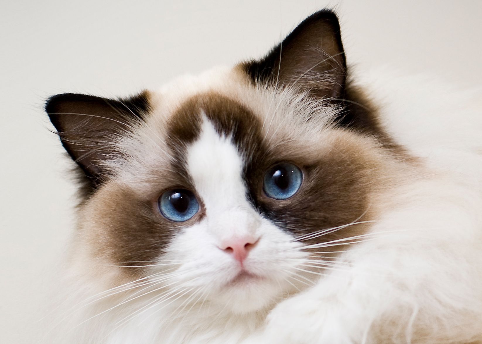 **CATS** 

* Cats have dense layer of connective tissue, called the **lamina subglandularis.**


* Is situated between the base of the gastric glands and the thick **muscularis mucosa (helps prevent perforations)** 