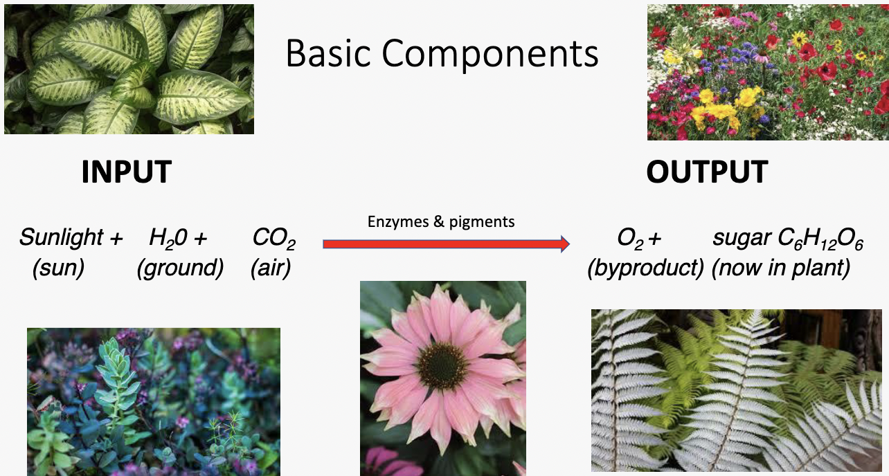 • What is it: Photosynthesis is an energy capturing process

• Who does it: Plants, some bacteria, and some other unicellular 
organisms (mostly Eukaryotic cells)

- Plants capture the light energy from the sun, transform that energy into chemical energy and store it within sugar molecules.  (aka they are autotrophs!)