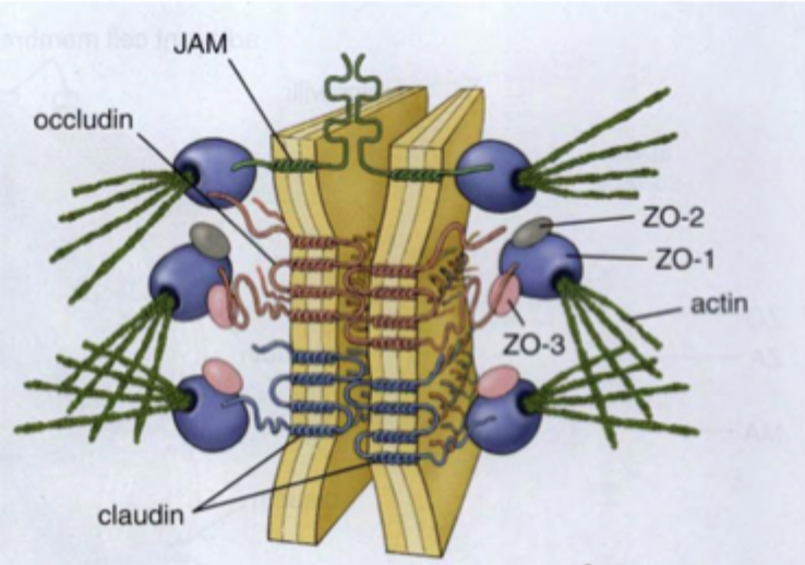 <p>Transmembrane proteiner som danner bånd rundt om cellen: Occludin, Claudin og Tricellulin (kun ved tricellære kontakter)</p><p>Junctional adhesion molecyle (JAMs): Assossieret til claudiner</p><p>Zonula occludens proteiner (ZO-1,ZO-2, ZO-3): binder occludin, claudin og tricellulin til aktinfilamenter i cellens cytoskelet.</p>