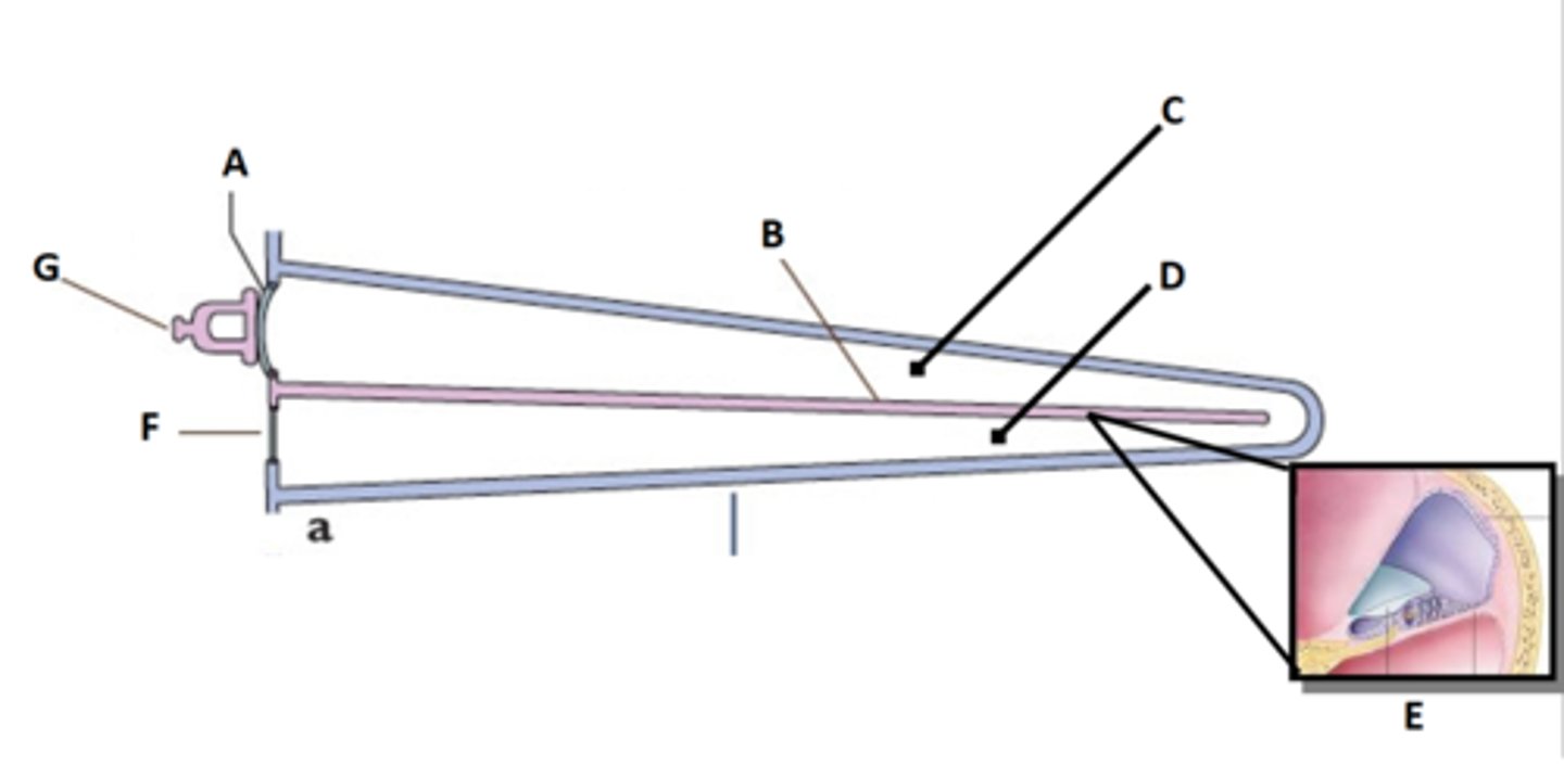 <p>Label this section of an uncoiled cochlea</p>