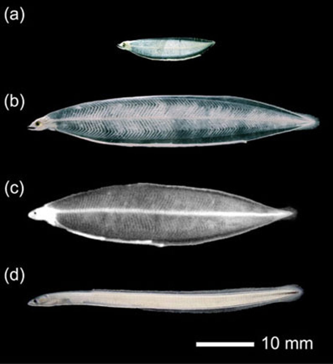 <p>Long, filamentous, translucent larvae of eels and other species in Elopomorpha</p><p>-Can coil up to look like jellyfish to deter predators</p><p>-teeth on parasphenoid</p>