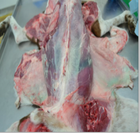 <p>What is this finding?</p>