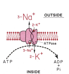 <p>• Creates membrane potential by <strong>unequal movement of charge </strong></p><p>• Uses ATP to move <strong>3 Na+ out</strong> for every <strong>2 K+ ions in</strong></p>