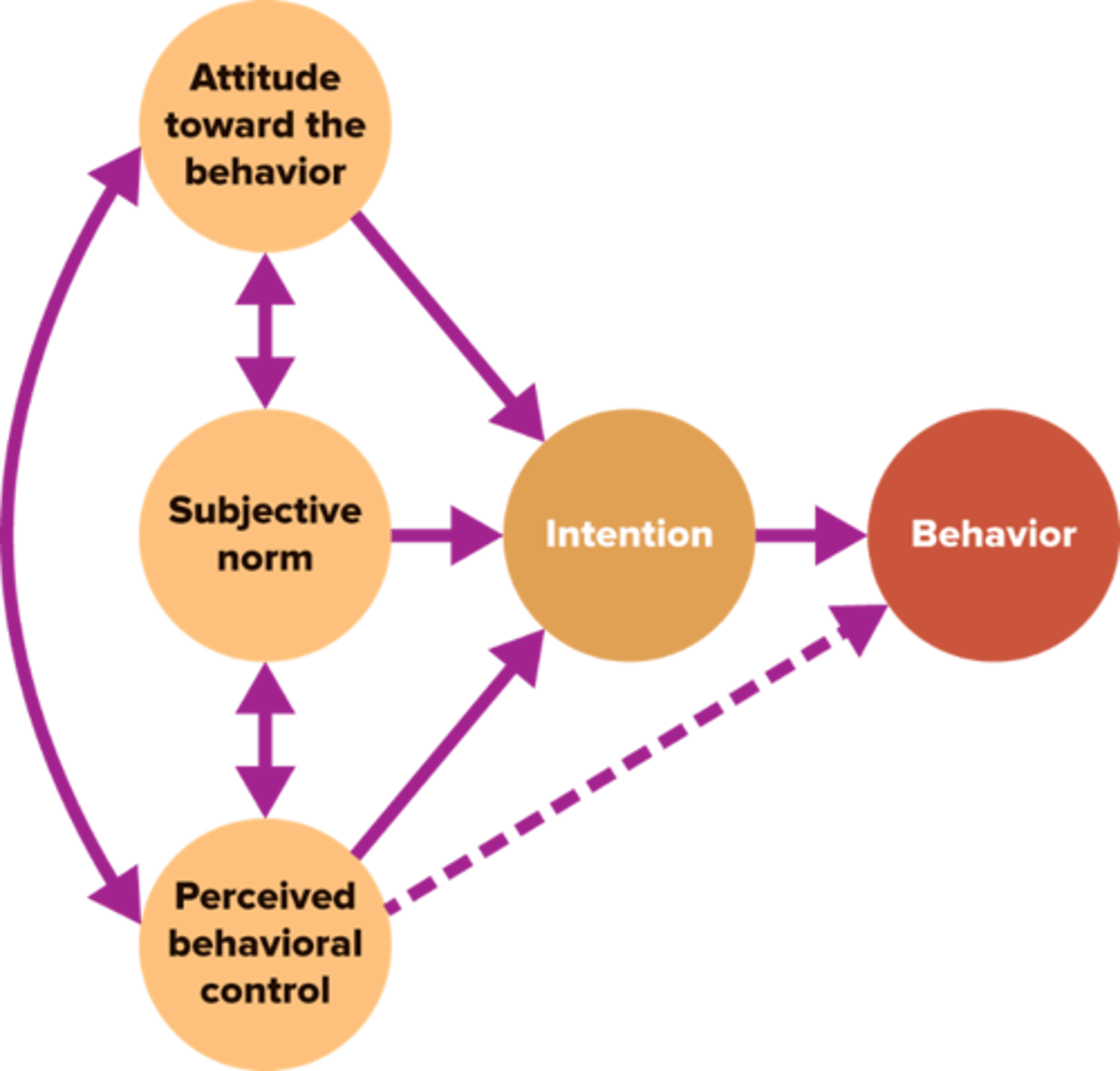 <p>Our attitudes, subjective norms, and perceived behavioral control contribute to our intentions and lead to behaviors</p>