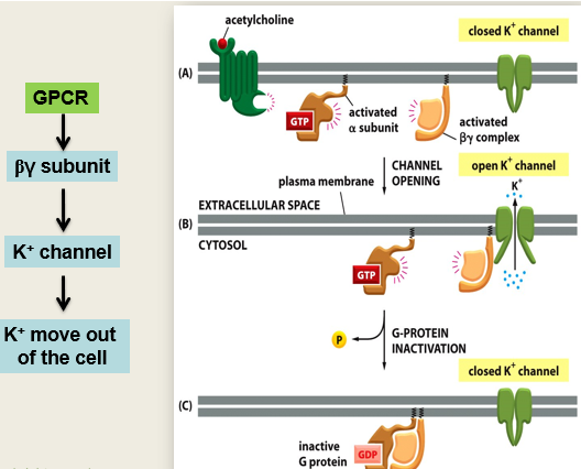 <ul><li><p><span>Acetylcholine binds to the GPCR (muscarinic M2 receptor in the heart), which activates Gi subunit which inactivates adenylyl cyclase from functioning</span></p></li><li><p><span>the activated bg Unit binds to the K+ channel causing it to open. K+ flows out and the cell becomes hyperpolarised and the heart slows down</span></p><ul><li><p><span>Subunit was activated because it was bound to GTP, when this is hydrolysed back to GDP it becomes inactive. When this happens it will come across the bg Subunit on the membrane and they will now recombine and the whole system is turned off again</span></p></li></ul></li></ul><p></p>