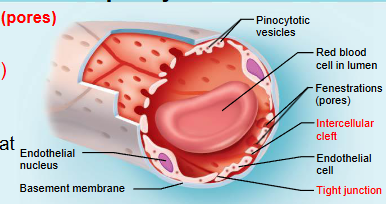<p>large fenestrations (pores) that increase permeability</p><p>occurs in areas of active filtration (kidneys) or absorption (small intestine) and areas of endocrine hormone secretion</p><p>fenestrations - holes that tunnel through endothelial cells</p>