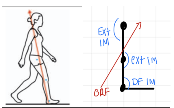 <p>25° flexion</p><p><br>GRF: anterior<br>EM: Hip flexion</p><p>IM: Hip extensors (hamstrings + glute max), <strong>CONCENTRIC</strong></p>