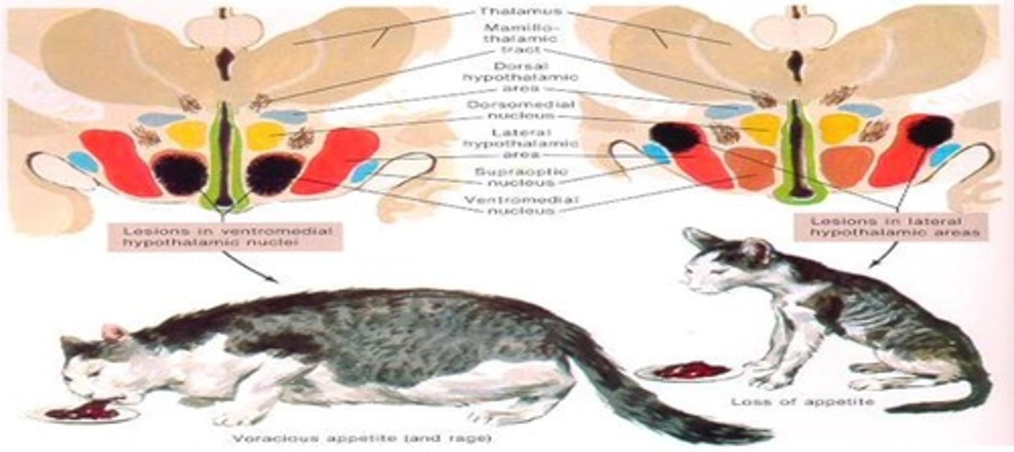 <p>Animals lose their appetite and may starve in the presence of food.</p>
