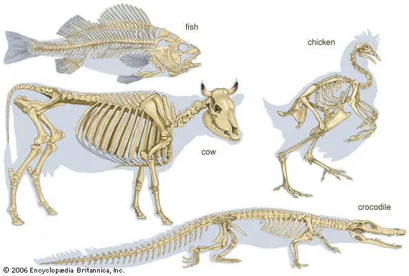 <p>vertebrate</p>