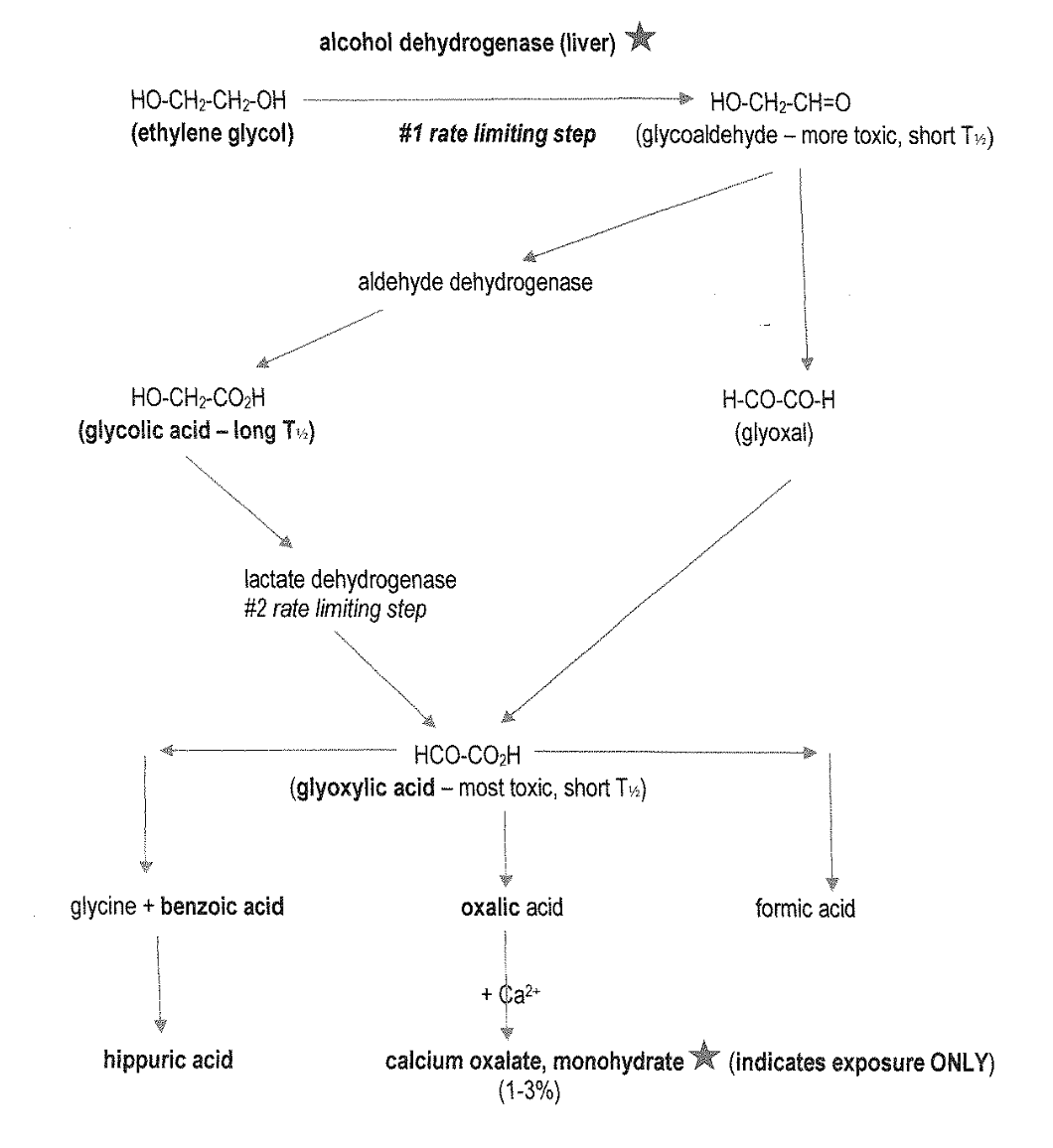 <p><strong>ethylene glycol </strong><span style="color: red">— <strong>alcohol dehydrogenase</strong> —&gt;</span> glycoaldehyde —&gt; glyoxal OR <span style="color: red">aldehyde dehydrogenase</span> —&gt; <strong>glycolic acid</strong> <span style="color: red"><strong>—lactate dehydrogenase—&gt;</strong></span> <strong>glyoxylic acid </strong></p><p></p>