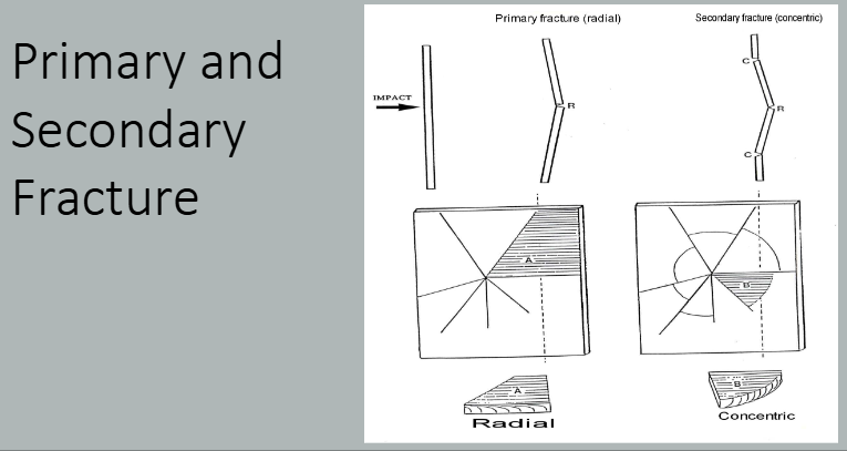 <p>If you smash a window - glass will smash backwards coming towards you</p><p>Helps think about where glass may be on person</p><p>e.g. smashed glass on top of shoe - suspect</p><p>Smashed under sole- walked through it</p><p></p><p>primary - forward</p><p>secondary - backward</p>