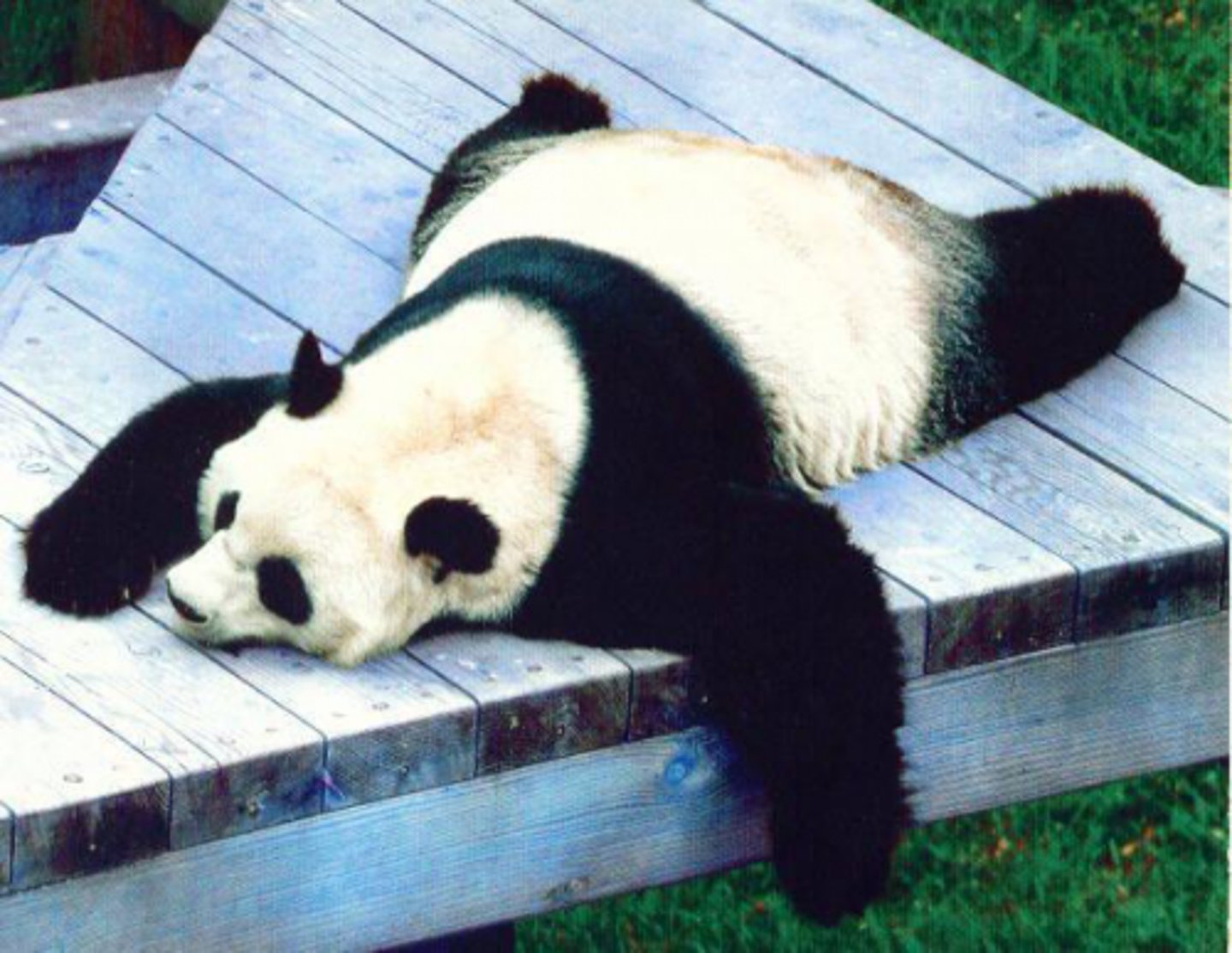 <p>sự lãnh đạm, thờ ơ</p>