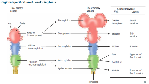 <p>original three:</p><ul><li><p>forebrain</p></li><li><p>midbrain</p></li><li><p>hindbrain</p></li></ul><p>new five:</p><ul><li><p>telencephalon</p></li><li><p>diencephalon</p></li><li><p>mesencephalon</p></li><li><p>mesencephalon</p></li><li><p>mylencephalon  </p></li></ul>