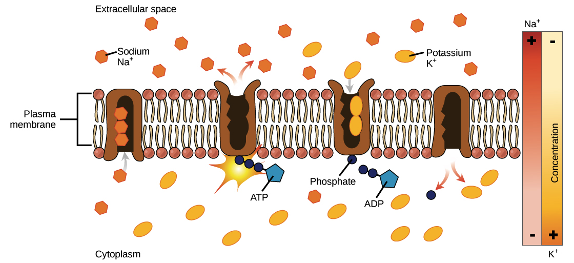 <p>-molecule binds to receptor complementary in shape on carrier protein</p><p>-ATP will bind to the carrier protein on the inside of the membrane and is hydrolysed into ADP and Pi</p><p>-this causes the protein to change shape and open towards the inside of the membrane&nbsp;</p><p>-this causes the molecule to be released on the other side of the membrane&nbsp;</p><p>-the Pi molecule is then released from the protein, causing it to revert to its original shape</p>