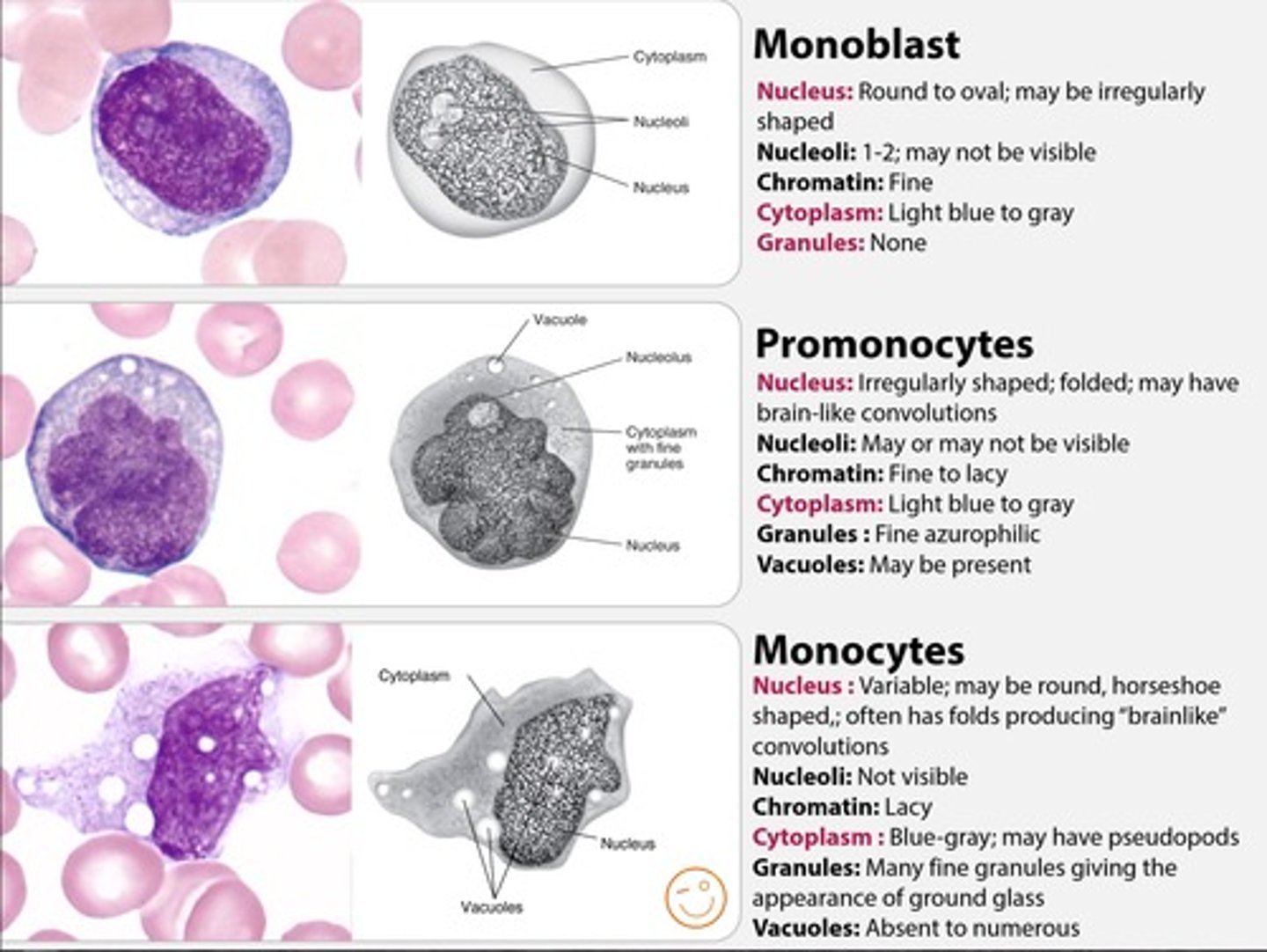 <p>1. monoblast</p><p>2. promonocyte</p><p>3. monocyte</p><p>4. macrophage</p>