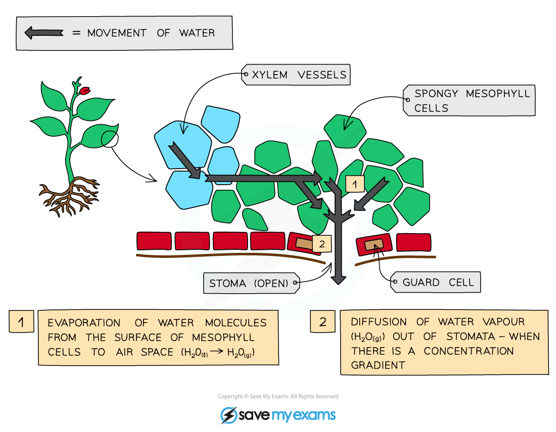 knowt flashcard image