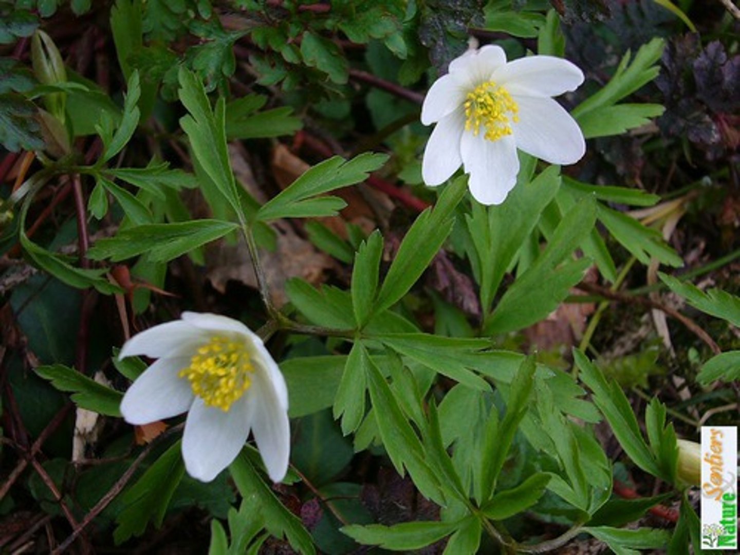 <p>Name?</p>