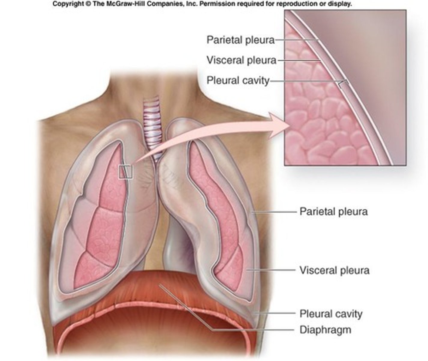 <p>The pleura is an airtight membrane that separates the two lungs.</p>