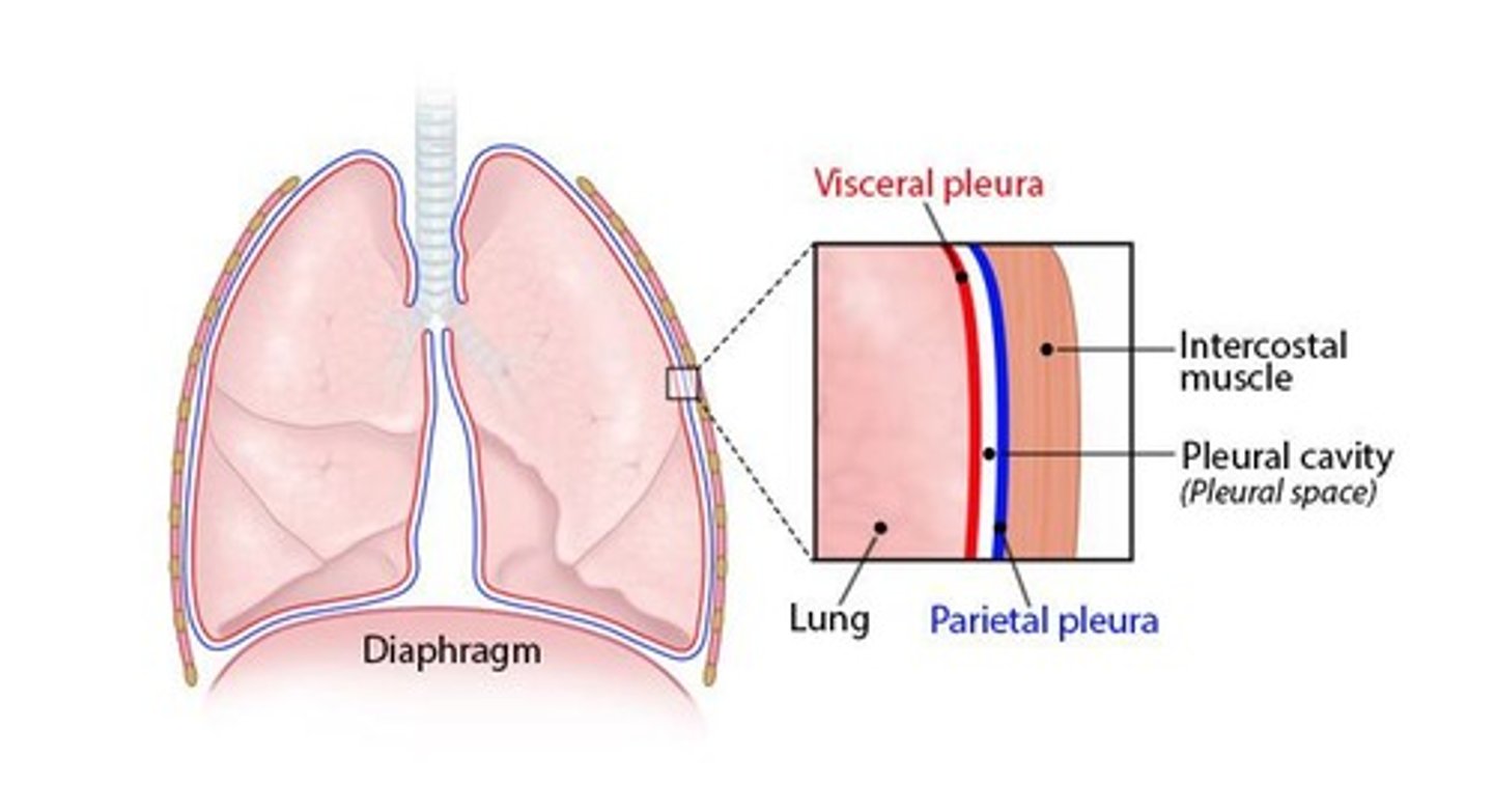 <p>Two-layered membrane surrounding each lung.</p>