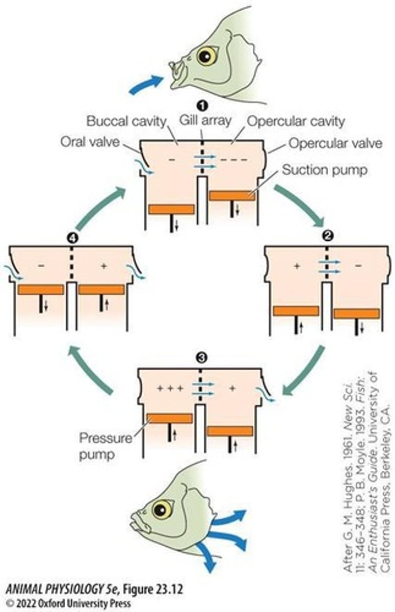 <p>head of a fish contains two cavities separated by the gills: a buccal or mouth cavity and an opercular or gill cavity.</p><p>-uses more energy</p><p>1. fish sucks in water into buccal cavity, buccal pump inactive</p><p>2. mouth closed, buccal pump active and pushes up to force water over gills into opercular cavity w/ inactive opercular pump</p><p>3. Opercular valve opens and opercular pump aactive to push water out of opercular cavity through the valve</p>