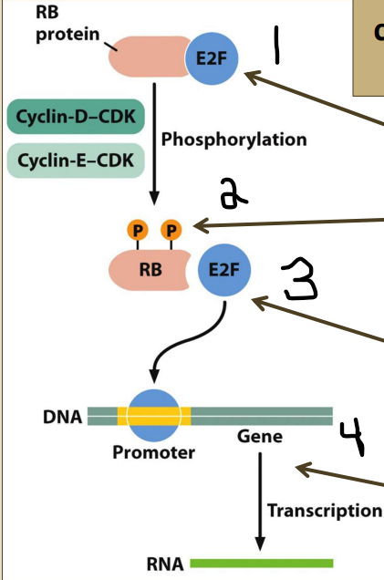 1) RB binds E2F and keeps it inactive
-- Sequesters E2F---> prepare cell for S phase 
-- Cyclin-D--CDK and Cyclin-E--CDK starts to become more abundant
2) Increasing conc. Of cyclin-D-CDK
and cyclin-E-CDK phosphorylate RB  
-- E2F available
3) Once phosphorylated, RB is inactive and releases E2F (a TF)
-- Go to S phase
4) E2F binds DNA and stimulates
transcription of DNA replication genes
- RB= tumor suppressor