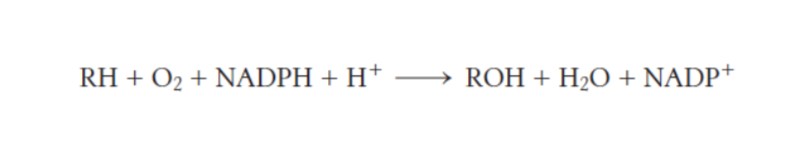 <p>one is used to yield the hydroxylated product and the other is reduced to form H2O</p>