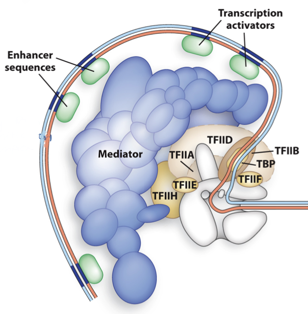 <ul><li><p><strong>enhancer sequences - </strong>increase freq. of transcription from promoter</p></li><li><p><strong>mediator complexes - </strong>act as communication bridge btwn RNA pol II and other TFs</p><ul><li><p>20 proteins and 3 subdomains</p></li></ul></li></ul>