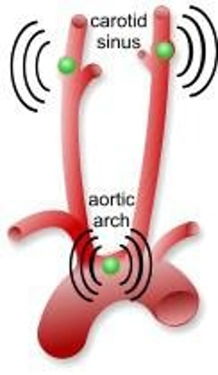 <p>It increases heart rate (HR), cardiac output (CO), and causes vasoconstriction.</p>