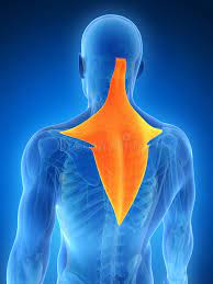 Origin: occipital bone, spinous process

Insertion: acromion and spine of scapular, lateral clavicle

Action: superior fibers - elevate scapula, rotate scapular superiorly; middle fibers - retract scapula; inferior fibers - depress scapula