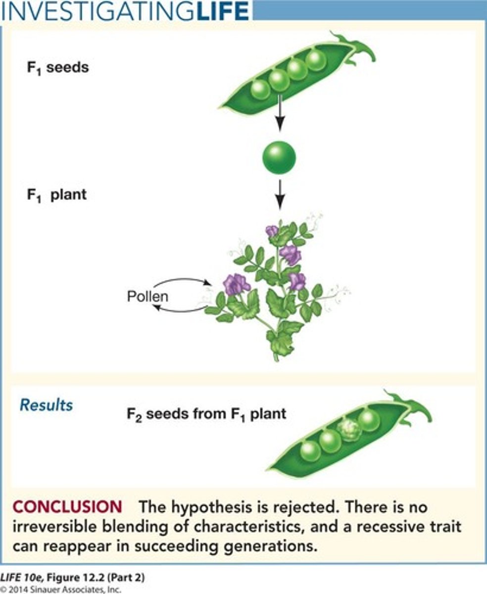 <p>Traits remain intact during gamete formation.</p>