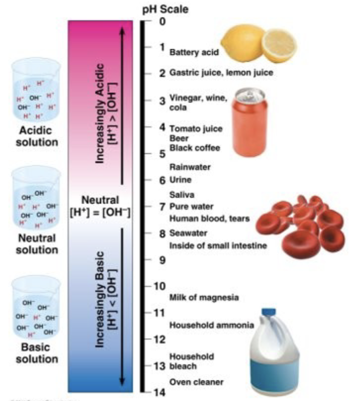 <ul><li><p>pH scale developed because H+ and OH- concentrations of solutions can vary by a factor of 100 trillion</p></li><li><p>scale compresses the range of H+ and OH- concentrations by using logarithms </p></li><li><p>each pH unit represents a tenfold difference in H+ and OH- concentrations</p><ul><li><p>x10 up 1 number, x10 up another number, etc.</p></li><li><p>when the pH of a solution changes slightly, the actual concentration of H+ and OH- in the solution changes drastically</p></li></ul></li><li><p>pH of a solution defined as the negative logarithm (base 10) of the [H+]</p><ul><li><p>pH = -log [H+]</p></li><li><p>neutral water: pH = -log [10^-7]</p></li><li><p>pH = 7</p></li></ul></li><li><p>acids ahve higher [H+], so a lower pH (1-6) </p><ul><li><p>-log [10^-4] = 4</p></li></ul></li><li><p>bases have lower [H+], so higher pH (8-14)</p><ul><li><p>-log [10^-8] = 8</p></li></ul></li><li><p>pH is a log scale</p><ul><li><p>solutions with a different of 1 pH value actually have a 10-fold difference in the concentration of H+ ions</p></li><li><p>solution with a pH of 3 has 10x as many H+ molecules as a solution iwth a pH of 4</p></li></ul></li><li><p>scale starts from 0 at the top and goes to 14 at the bottom</p></li><li><p>acids donate H+ in aqueous solutions</p></li><li><p>bases donate OH- or accept H+ in aqueous solutions</p></li></ul>