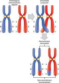 <p>What occurs during prophase I of Meiosis? (answer color coded to help easily identify the multiple parts of prophase I).</p>