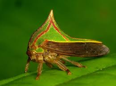 Large pronotum covering head and extending over abdomen