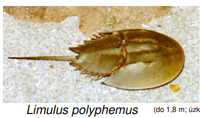 <p>Limulus polyphemus - ostrorep americký</p>
