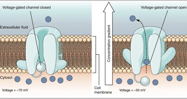 <p>Explain how an action potential is generated and propagated</p>