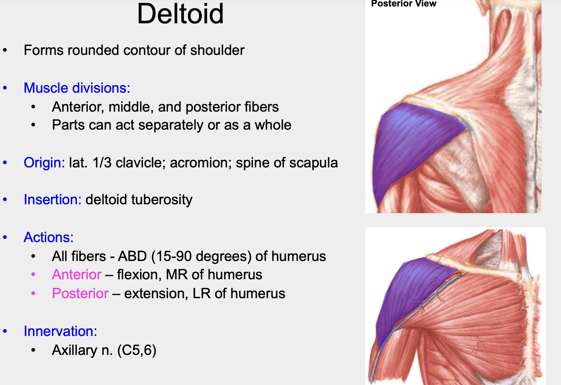 lateral 1/3 of clavicle, acromion, spine of scapula 