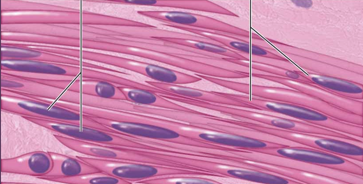 <p>smooth muscle</p>