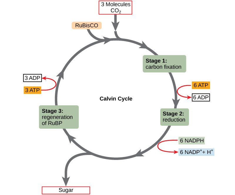 <p><strong><u>Reduction</u></strong>: ATP and NADPH turn 6 molecules of PGA into 6 molecules of phosphoglyceraldehyde (PGAL)</p><p>-For ATP, energy is released w/ loss of Phosphate atoms, turning it into ADP</p><p>-For NADPH, both energy and Hydrogen atoms are lost, turning it into NADP+</p><p>-Both molecules go back to light dep. Reactions to be <strong>reused</strong></p><p></p>