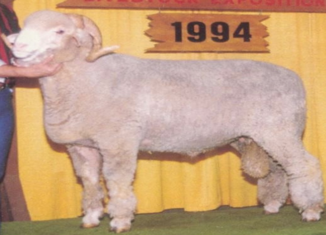 <p>most popular among the fine wool breeds.</p>