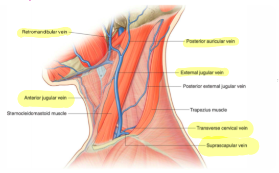 External Jugular Vein - 2nd largest in neck 

\
The external jugular vein drains the face and scalp and also contains a large amount of cerebral blood.

\
It is formed immediately below the parotid gland by the union of two things:


1. Retromendibular Vein 
2. Posterior Auricular Vein - Behind Ear 

\
It runs downward and backward along the lateral surface of the SCM and empties into the subclavian vein. 

\
The tributaries of the external jugular vein include the:


1. Retromandibular Vein 
2. Posterior Auricular Vein 
3. Posterior External Jugular Vein 
4. Anterior Jugular Vein 
5. Transverse Cervical Vein 
6. Suprascapular Vein 

\
While this is the most common arrangement for the tributaries of the external jugular, many variations occur. 