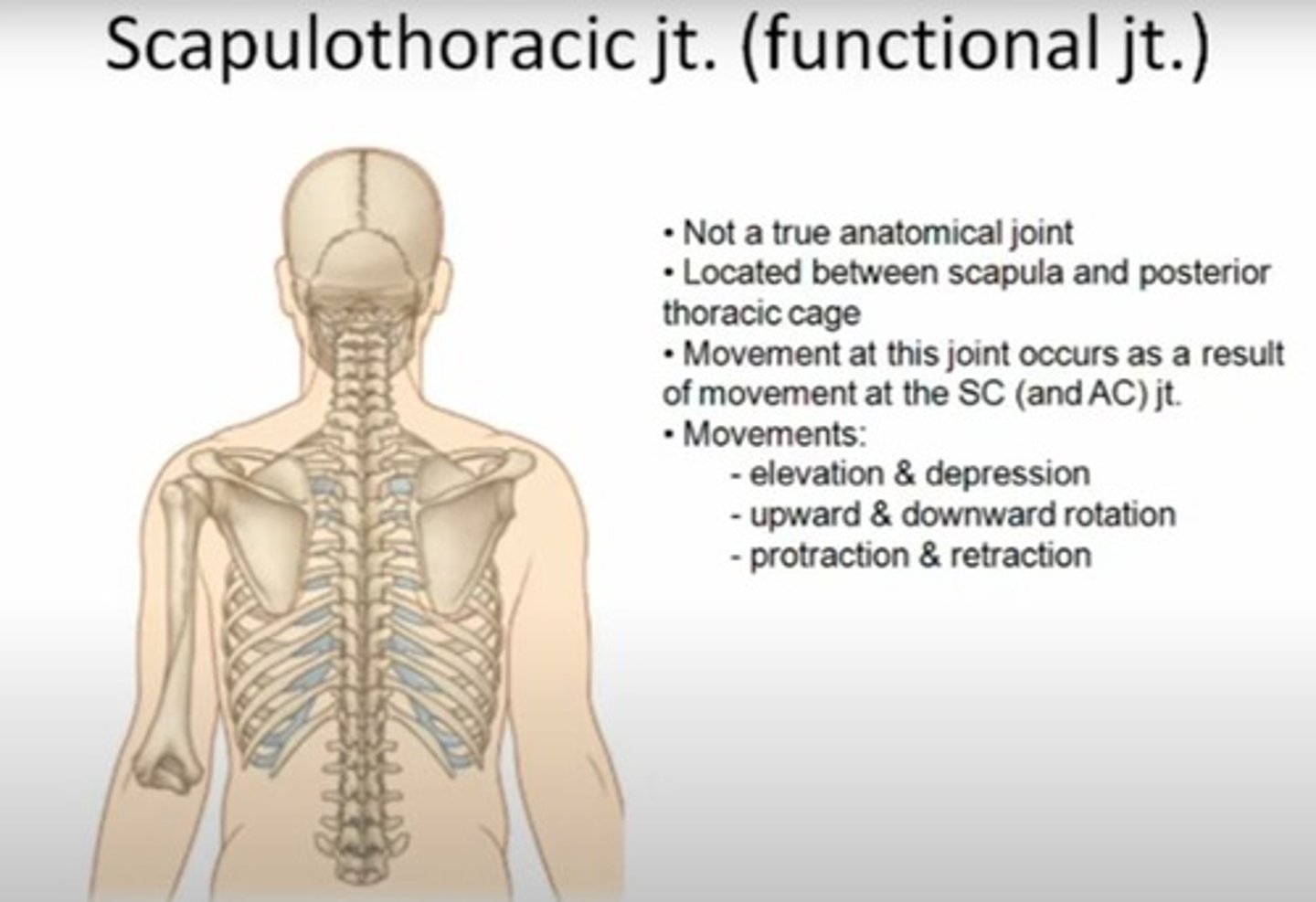 <p>It is not a true joint but functions as a joint through movement of the scapula on the thoracic wall.</p>