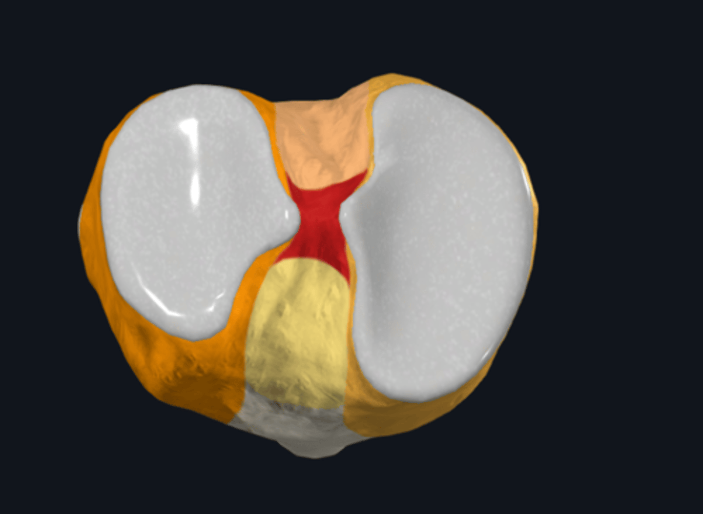<p>eminentia intercondylaris</p>