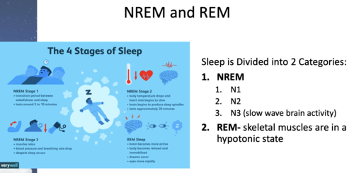 <p>1. NREM</p><p>1. N1</p><p>2. N2</p><p>3. N3 (slow wave brain activity)</p><p>2. REM-skeletal muscles are in a hypotonic state</p>