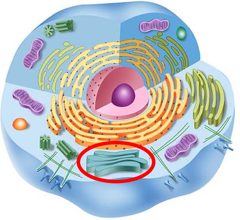 <p>Golgi Apparatus</p>