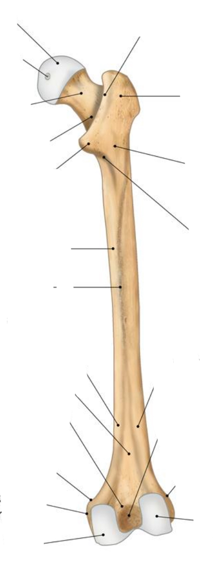 <p>Bone? View? Left or right?</p>