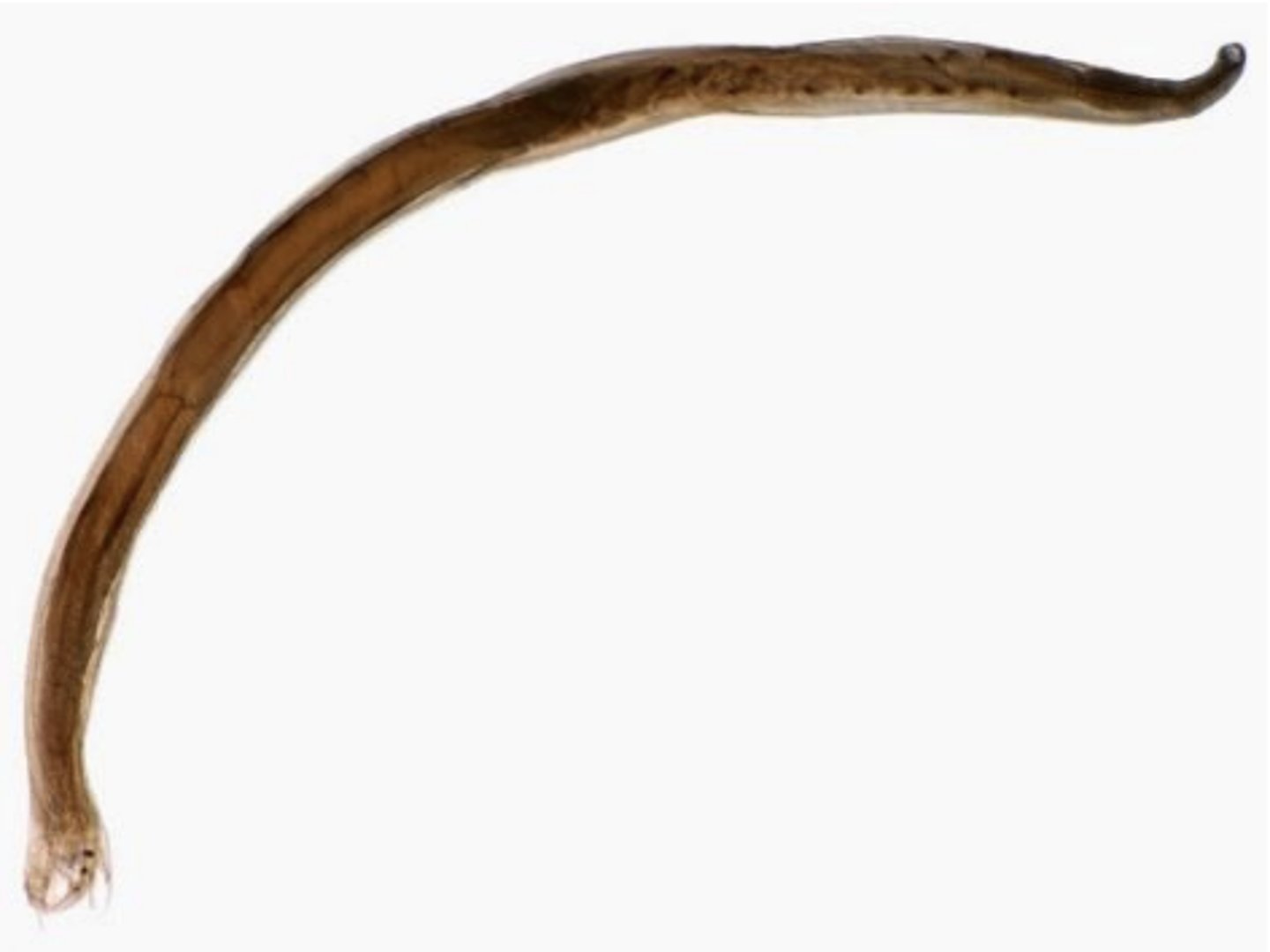 <p>necator (hookworm) - nematode</p>