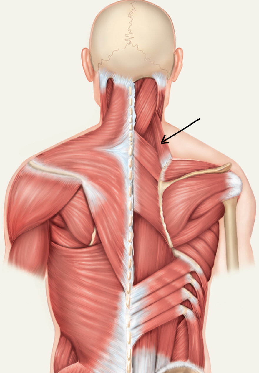 <p>What m. is this?</p><p>O, I, A, N?</p>