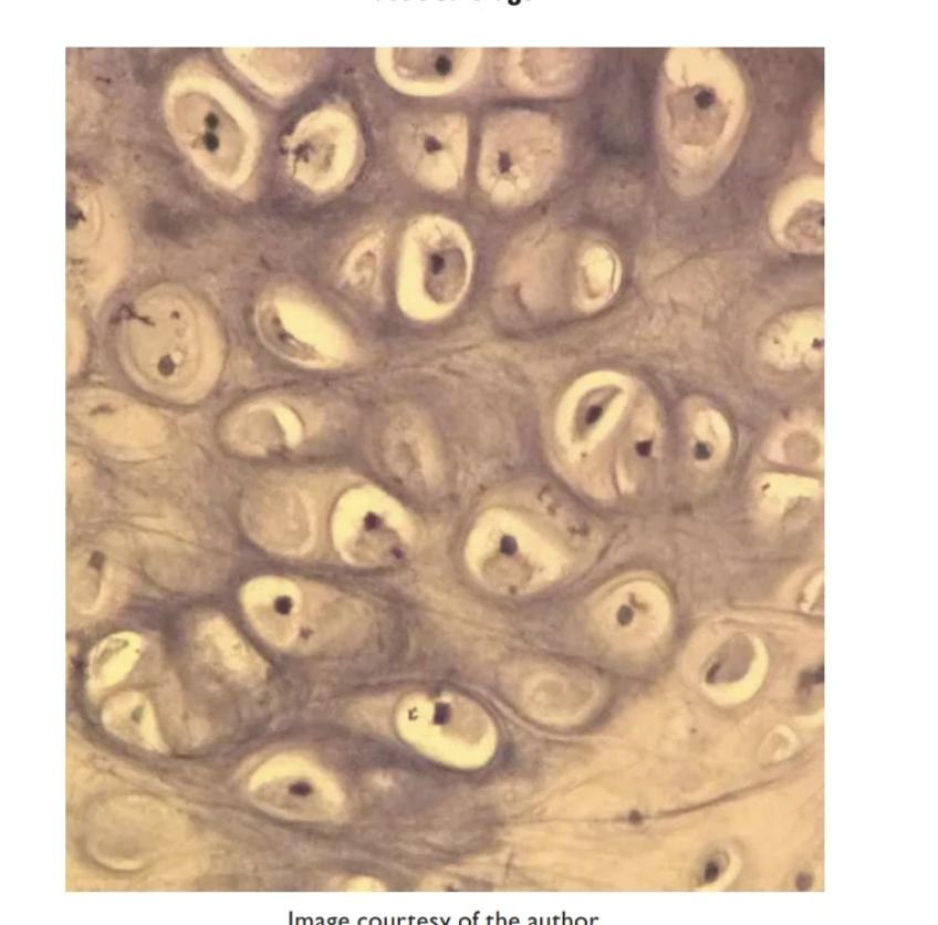 <p>Elastic cartilage</p><p></p>