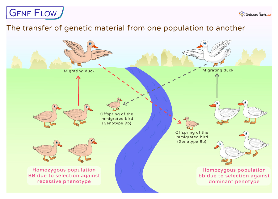 <p><strong>Gene Flow. </strong>What part of Hardy-Weinberg does it oppose? </p>